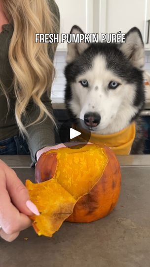 4.9M views · 68K reactions | Fresh Homemade Pumpkin Purée For Dogs! | pumpkin, dog, purée | Fresh Homemade Pumpkin Purée For Dogs! | By My Mountain Husky | Facebook Pumpkin Puree Recipes For Dogs, Homemade Pumpkin Puree For Dogs, Pumpkin Puree For Dogs, Mini Pumpkin Pie For Dogs, Canned Pumpkin For Dogs, Pumpkin For Dogs, Dog Treats Homemade Pumpkin, Egg Custard Recipes, Cook Dog Food