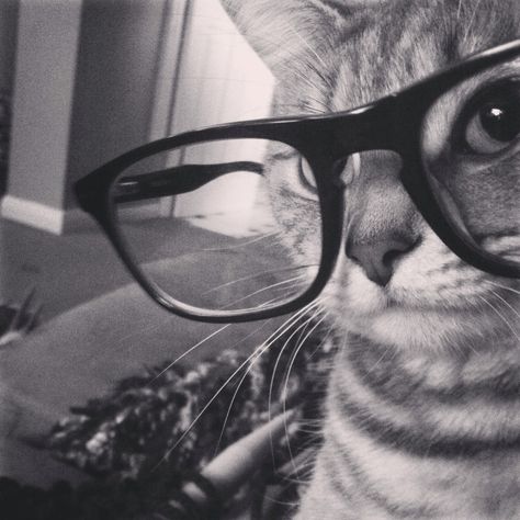 Hipster Tessa ليلي كولينز, Uk Icon, Haiwan Comel, Sosua, Y2k Profile Picture, Anak Haiwan, Cat Profile, Flipagram Instagram, Cat Glasses