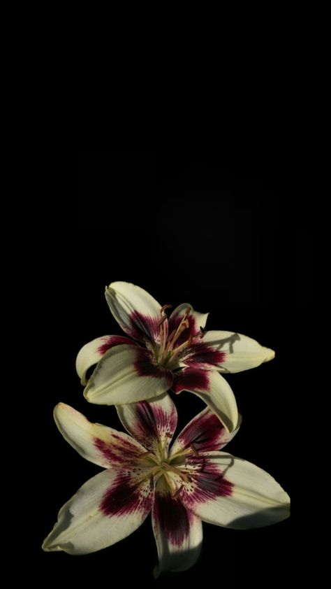 Ipad Red Wallpaper Aesthetic, Iphone 16 Wallpaper, Flower Wallpaper Iphone, Wallpaper Iphone Black, Scorpio Art, Flowers Black Background, Lily Wallpaper, Floral Minimalist, Nature Vintage