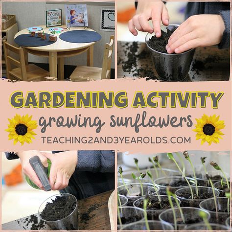 Our Favorite Preschool Garden Activity with Sunflowers Garden Activity, Farm Activities Preschool, Mammoth Sunflower, Garden Unit, Preschool Garden, Growing Sunflowers, Plants Unit, Gardening Planting, Preschool Stem