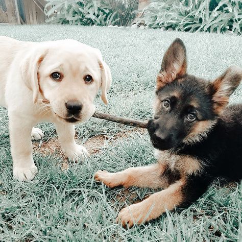 Two Cute Dogs, Fotos Aesthetic, Baby Animals Pictures, Cutest Animals, Cute Animal Photos, Bright Future, German Shepherds, Animal Photo, Cute Little Animals