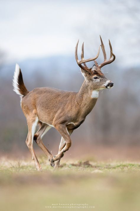 Whitetail Deer Photography by Matt Hansen Photography Deer Reference Photo, Whitetail Deer Photography, Matt Hansen, Tiger Hunting, Deer Reference, Moose Photography, Hunting Birds, Whitetail Deer Pictures, Illustration Challenge