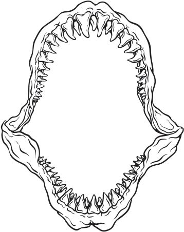 Shark Jaw Drawing, Jaw Drawing, Drawing Shark, Shark Jaws Tattoo, Shark Tooth Tattoo, Hai Tattoo, Gotik Tattoo, Mouth Tattoo, Shark Jaw