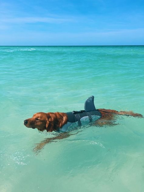 Found this guy on pinterest, and we love !! Dog Life Vest, Underwater Ocean, Dog Swimming, Cute Animals Puppies, Very Cute Dogs, Cute Animals Images, Dog Beach, Pet Life, Cute Animal Photos