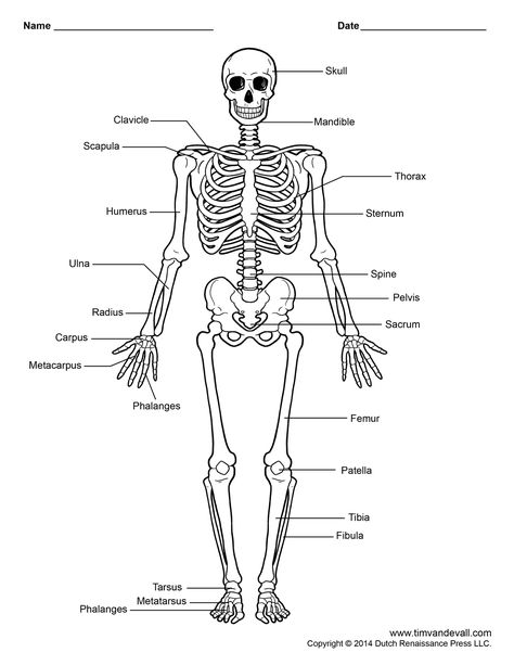 Human Skeleton Print Cut Outs | Unlabeled Human Skeleton Diagram Human Skeleton For Kids, Human Skeleton Labeled, Skeleton Labeled, Skeleton For Kids, Skeleton Diagram, Skeletal System Anatomy, Skeletal System Worksheet, Skeleton System, Human Skeleton Model