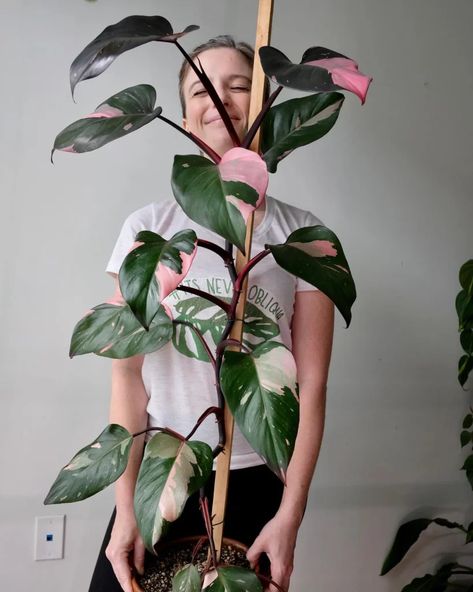 Philodendron Care, Big Momma, Philodendron Pink Princess, Plant Party, Inside Plants, Pink Plant, House Plants Decor, Pretty Plants, The Ceiling