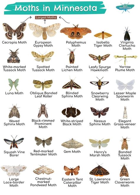 Eastern Tent Caterpillar, Giant Moth, Types Of Moths, Tent Caterpillars, Cecropia Moth, Large Moth, Pig Breeds, Colorful Moths, Tiger Moth