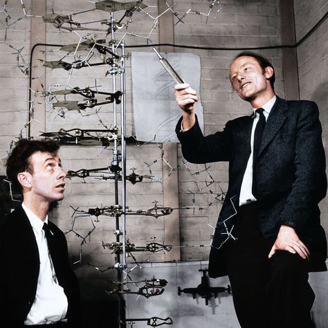 Watson & Crick with their first DNA model at the Cavendish Laboratory, Cambridge. Dna Double Helix Model, Dna E Rna, James Watson, Rosalind Franklin, Dna Molecule, Dna Model, Tatiana Maslany, Human Genome, Anthony Kiedis