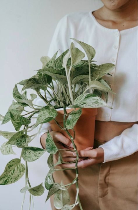 Plant Goals, Jasmine Plant, Plants Are Friends, Pothos Plant, Plant Photography, Plant Aesthetic, House Plants Decor, Plant Lighting, House Plants Indoor