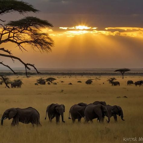 "In the heart of the Maasai Mara, where the wilderness embraces the soul. 🌿🌞 #KenyanWilderness #MaasaiMaraMagic #NatureLover" #MaasaiMara #KenyanSafari #NaturePhotography #Wilderness #ai #generativeart Masai Mara Photography, Africa Aesthetic, Maharaj Wallpapers, Africa Photography, Maasai Mara, Red Earth, Shivaji Maharaj, Africa Do Sul, Masai Mara