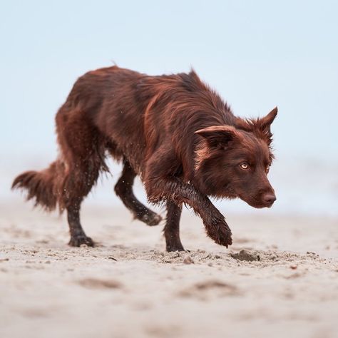 Dogs Poses Reference, Tamaskan Dog Black, Animal Reference Pictures, Dog Curled Up, Dog Reference Poses, Animagus Ideas, Animal Pose Reference, Dog Lying On Back, Dog Reference Photo