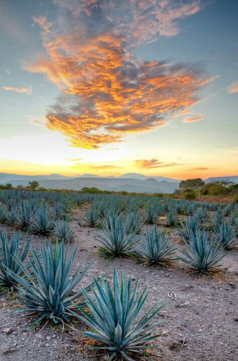 Agave Tequilero. En Jalisco Agave Field, Mexico Nature, Mexico Wallpaper, Low Water Gardening, Mexico Art, Blue Agave, Agave Plant, Agaves, Mexican Culture