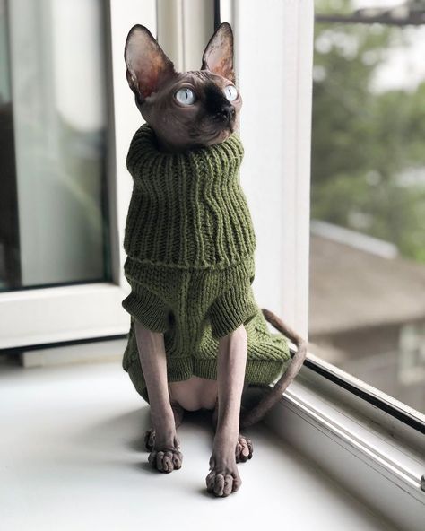 Sphynx Cat With Hair, Hairless Kitten, Cute Hairless Cat, Chat Sphynx, Sphynx Cats, Sphinx Cat, Hairless Cat, Sphynx Cat, Sphynx