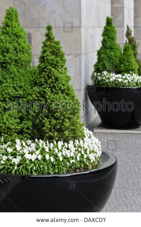 Dwarf Alberta spruce (Picea glauca 'Conica') and violets (Viola) Stock Evergreen Planters, Picea Glauca, Front Door Plants, Alberta Spruce, Fall Container Gardens, Front Yard Design, Front House Landscaping, Evergreen Trees, Small Gardens