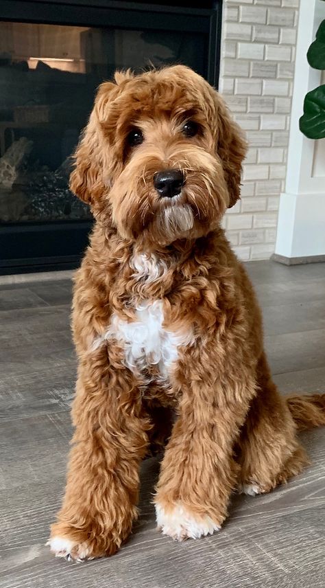 Suncrest Australian Labradoodles | Our Doodles Cute Labradoodle Puppies, F1 Labradoodle Straight Hair, Long Hair Goldendoodle, Australian Labradoodle Mini, Australian Labradoodle Haircut Style, Ausidoodle Puppies, Large Labradoodle, Teddy Bear Doodle Haircut, Aussiedoodle Full Grown