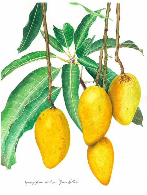 botanical mangoes Fairchild Tropical Botanic Garden, Crayons Pastel, Tropical Illustration, Tree Watercolor, Fruits Drawing, Mango Tree, Watercolor Fruit, Watercolor Tree, Fruit Illustration