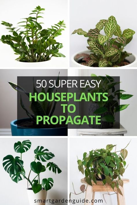 Plants To Propagate, Beautiful Indoor Plants, Easy Houseplants, Gardening Inside, Houseplant Collection, Plant Jungle, Easy House Plants, Houseplant Care, Household Plants