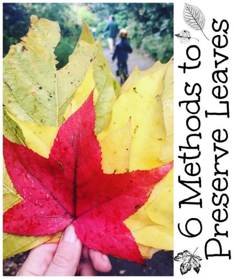 Leaf Lantern Craft, Preserving Leaves, How To Preserve Leaves, Preserve Leaves, Leaf Lantern, Red Ted Art, Leaf Crafts, Fall Art, Forest School