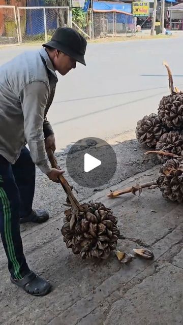 435K views · 13K likes | Nature | Animal | Food | Art on Instagram: "The Palm Plant It Is Located In The Subfamily Nypoideae. . . 🎥 Credit: foodielab (Youtube)  👉 All rights and credit reserved to the respective owner. I do not own this content.   📩 DM for Credit or Removal. If you're familiar with the creator, please tag me and mention them 🙏" Animal Food Art, Animal Food, Palm Plant, January 26, Recipes Vegetarian, Indian Food Recipes Vegetarian, The Palm, Nature Animals, Indian Food