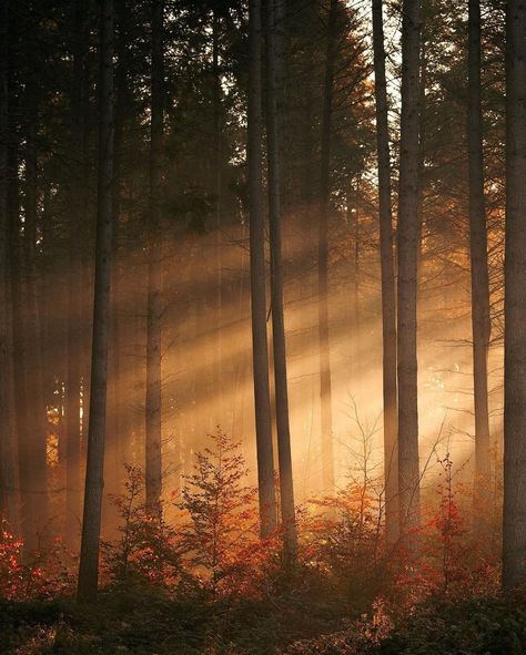 Forest Sunset Aesthetic, Sunset Forest Aesthetic, Warm Lighting Aesthetic, Sunlight In Forest, Autumn Forest Aesthetic, Forest With Sunlight, Forest Scape, Spiritual Forest, Forest Lighting