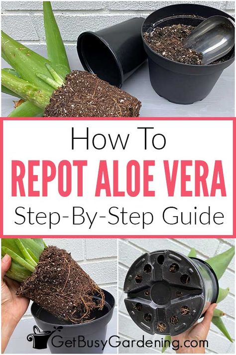 Propagate Aloe Vera, Aloe Plant Care, Aloe Vera Plant Indoor, Growing Aloe Vera, Aloe Vera Care, Garden Box, Indoor Plant Care, Aloe Vera Plant, Aloe Plant