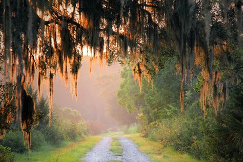 south carolina Nature, South Carolina Lowcountry, South Carolina Homes, Southern Life, Southern Gothic, Spanish Moss, Dirt Road, Low Country, Down South