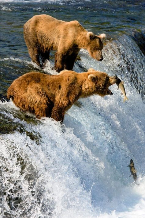 Grizzly Bears, Wild Kingdom, Three Bears, Love Bear, Grizzly Bear, Animal Planet, Animal Photo, Nature Animals, Brown Bear