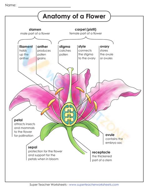 Parts Of A Flower Printable, Anatomy Of A Flower, Flower Worksheet, Photosynthesis Projects, Reproduction In Plants, Children Worksheets, Bio Project, Plant Reproduction, Esl Materials