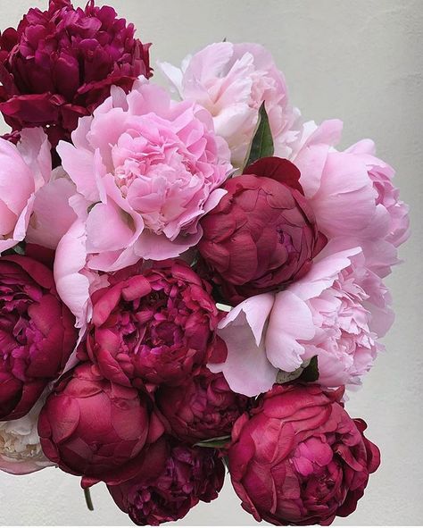 Debby: Botanica Trading on Instagram: “PINK PEONIES. Two of my favourite pink peonies especially the dark wine coloured one. Happy Sunday to you all. Repost from…” Flower Therapy, Peonies Bouquet, Peony Flower, Pink And Red, Flowers Nature, Pink Peonies, Beautiful Blooms, Love Flowers, Flower Wallpaper