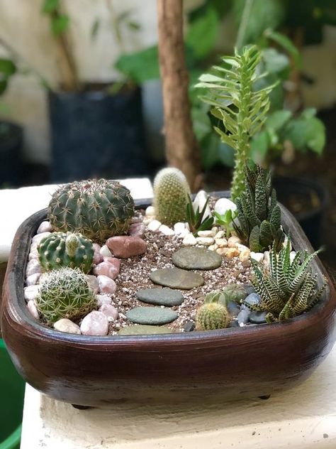 Cactus Garden Pot, Cactus Potting Ideas, Cactus Pots Ideas, Cactus Arrangements Ideas, Cactus Planter Ideas, Cactus Garden Ideas, Mini Cactus Plants, Mini Cactus Pots, Succulent Arrangements Diy