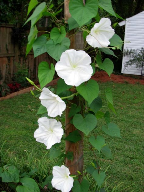 Ipomoea alba (Moonflower)  #ipomoea #plantopedia #FloweringPlant #flowers #FloweringPlants #flower #blooming #FlowerGarden Moonflower Vine, Huge Flowers, Fast Growing Vines, Growing Vines, Garden Vines, Garden Wallpaper, Moon Garden, Heirloom Seeds, White Gardens