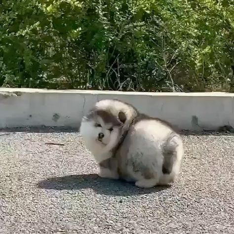 15.6k Likes, 197 Comments - Round Animals (@round.boys) on Instagram: “Have you ever seen a boy this fluffy . . . 📹dm for credit  #dogs #cute #animals #animal #round…” Alaskan Malamute Puppy, Round Animals, Silly Pets, Dog Goals, Alaskan Dog, Malamute Puppy, Alaskan Malamute Puppies, Cute Fluffy Dogs, Malamute Dog