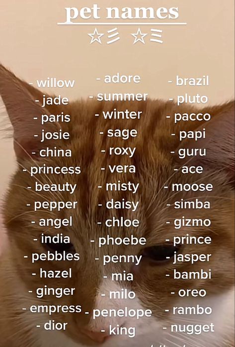 Name Idea For Cat, Aesthetic Names For Pets, Cat Ideas Name, Good Names For Cats, Cute Kittens Names, Cute Names For Cats Kittens, Pet Names For Animals, Stuff Animal Names Ideas, Aesthetic Kitten Names