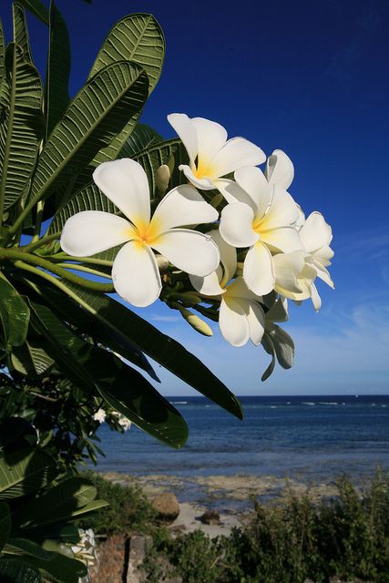 Plumeria blooms over the Indian Ocean at the luxury Alfajiri villas on Kenya’s Swahili Coast, 25 miles south of Mombasa (www.alfajirivillas.com). Image copyright www.amandacastleman.com. — at Diani Beach. Plumeria Flowers, Nothing But Flowers, Mombasa, Flower Therapy, Most Beautiful Flowers, Hawaiian Flowers, Trik Fotografi, Alam Yang Indah, Exotic Flowers