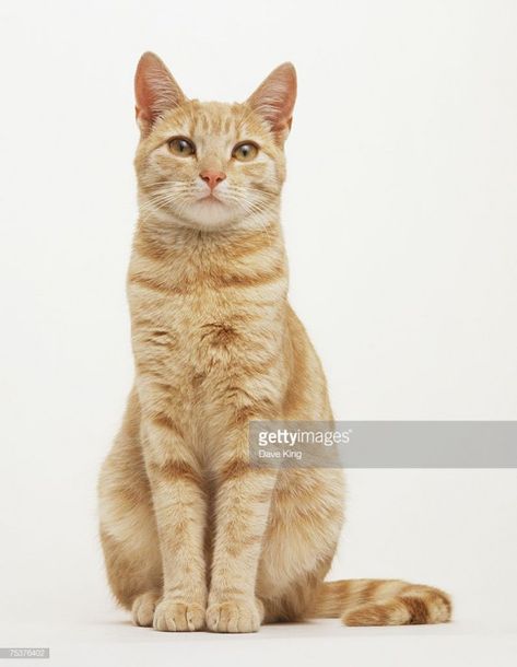 Stock Photo : A ginger and cream coloured Cat (Felis catus) sitting with its front paws together front view #cat #cat #poses Cat Poses Sitting, Cat Drawing Front View, Cat Reference Pictures, Cat Front View Drawing, Cat Reference Poses Photo, Cat Body Reference, Sitting Pose Reference Front View, Cat Photo Reference, Cat Sitting Reference