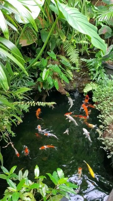 Ruly Iswanto on Instagram: "Kolam Koi Alami" Aquarium Diy, Kolam Koi, Koi, Cottage, Architecture, On Instagram, Instagram