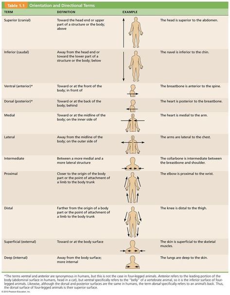 Anatomical Terms, Medical Terminology Study, Diagnostic Medical Sonography, Basic Anatomy And Physiology, Medical Student Study, Nursing School Survival, Human Body Anatomy, Medical Facts, Medical School Studying