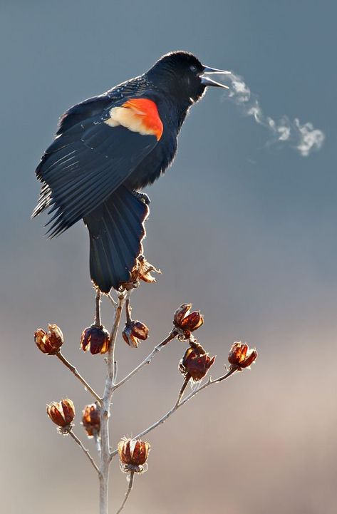 41 Strange on Twitter: "Birds singing in below-freezing temperatures  (photos: Mikhail Kalinin, Ian Plant, Mark Hamblin)… " Kahlil Gibran, Pretty Birds, Colorful Birds, For The Birds, Blackbird, Wild Birds, Birds Of A Feather, Bird Watching, 귀여운 동물