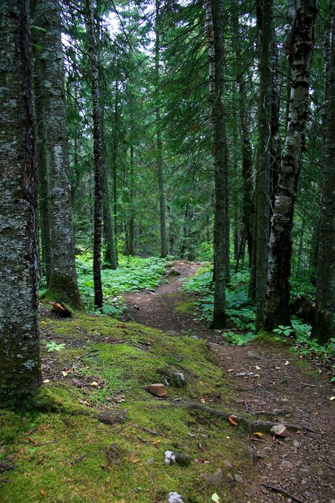 Minnesota Hiking, Superior Wisconsin, Nice Place, Take A Hike, Hiking Trail, Walk In The Woods, Camping Experience, Lake Superior, Great Lakes