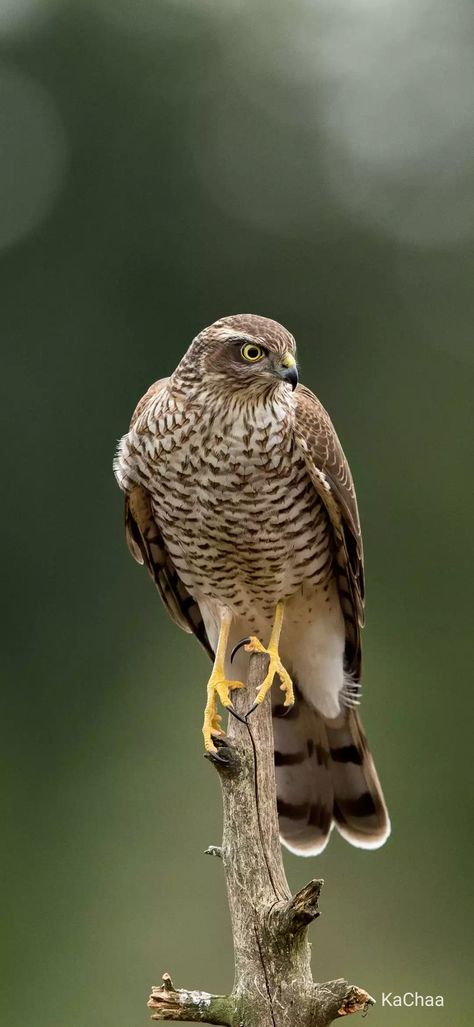 Sparrow Hawk, Raptors Bird, Hawk Bird, Sparrowhawk, Heartland Tv, Peregrine Falcon, Kestrel, Bird Artwork, Bird Pictures