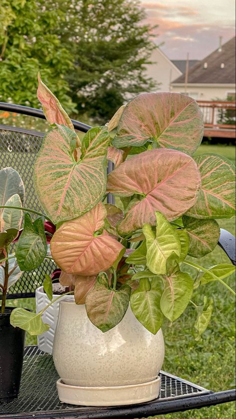 Pink Pothos, Pothos Plant Propagation, Plantmom Aesthetic, Bird Of Paradise Plant Indoor, Room Plant Decor, Pothos Plant Decor, Plants In Bedroom, Pink Syngonium, Syngonium Plant