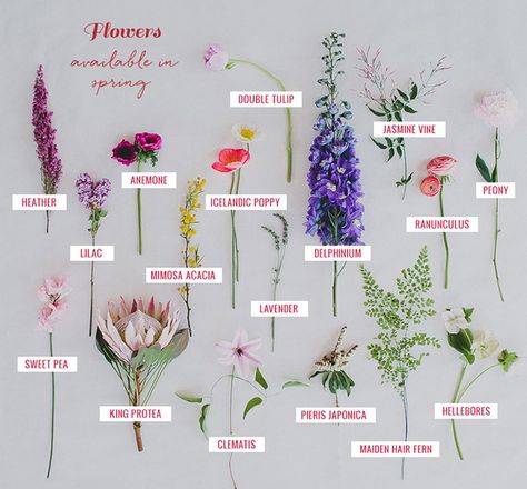 Spring Flower Guide - see what flowers you love are available in Spring! Wedding Flower Guide, Spring Wedding Bouquets, Flower Guide, Tulip Bouquet, Spring Wedding Flowers, Flower Names, Trendy Flowers, Deco Floral, Seasonal Flowers