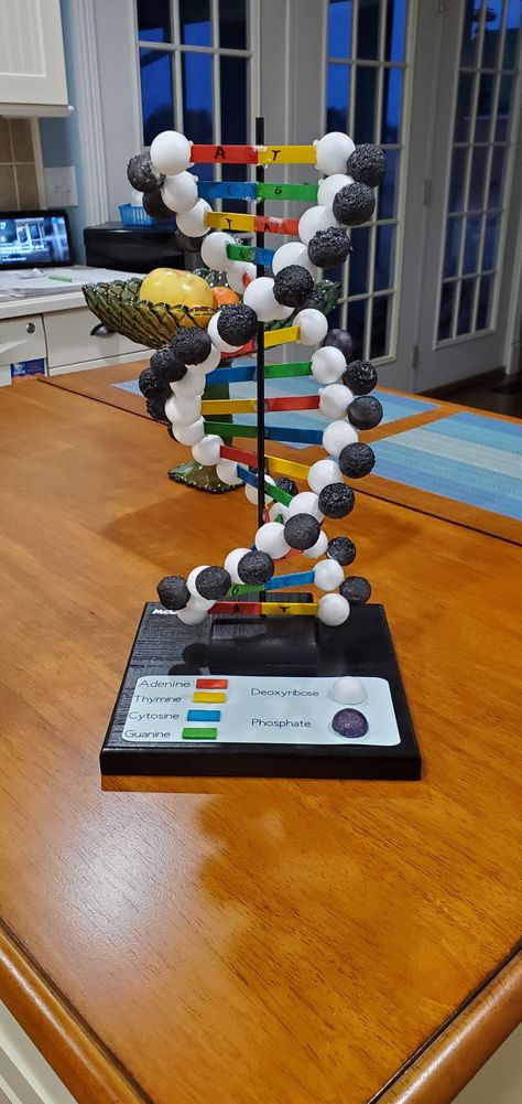 Double Helix Model Projects, Homemade Dna Model, Double Helix Dna Model Diy, Dna Structure Project, Science Project For High School, Dna Strand Model, Project For Biology, Model Of Dna Project, Biology Model Ideas