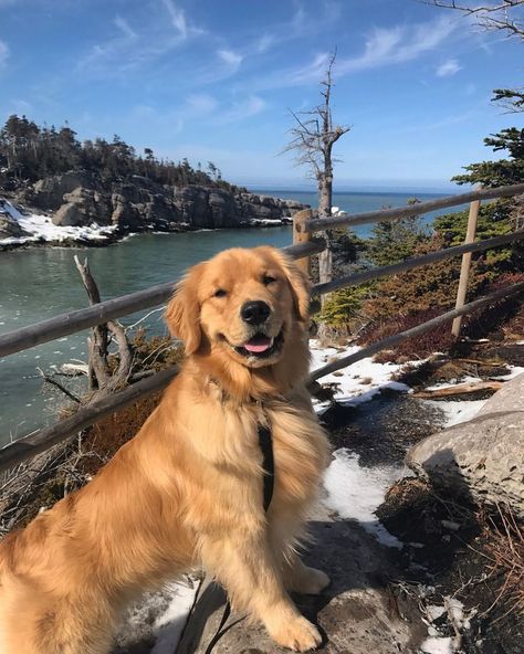 Pretty Golden Retriever, Aesthetic Golden Retriever Puppy, Golden Retiver Dog, Canadian Golden Retriever, Golden Retrievers Aesthetic, Golden Retriever Friend, Golden Retriever Puppy Aesthetic, Brown Golden Retriever, Aesthetic Golden Retriever