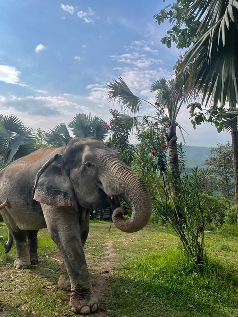 #elephant #chiangmai #thailand #nature #wildlife #animal #jungle Dream Life Travel, Travel The World Aesthetic, Elephants Aesthetic, Jungle Lifestyle, Traveling The World Aesthetic, Thailand Travel Aesthetic, Asia Animals, Thailand Lifestyle, Elephant Aesthetic