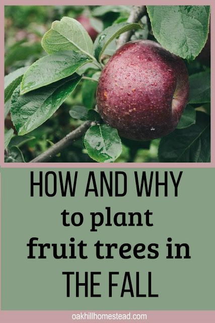 Plant Fruit Trees, Fruit Tree Garden, Growing Fruit Trees, Fall Garden Vegetables, Home Vegetable Garden, Growing Fruit, Fruit Plants, Food Garden, Fruit Garden