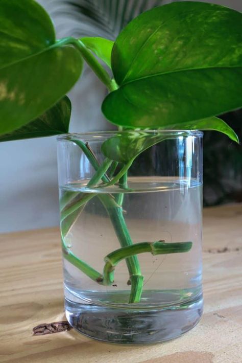 Propagating Golden Pothos, Perlite Propagation, Hanging Plants Decor, Propagating Pothos, Easiest Indoor Plants, Propogating Plants, Propagate Pothos, Green Nature Aesthetic, Pothos In Water