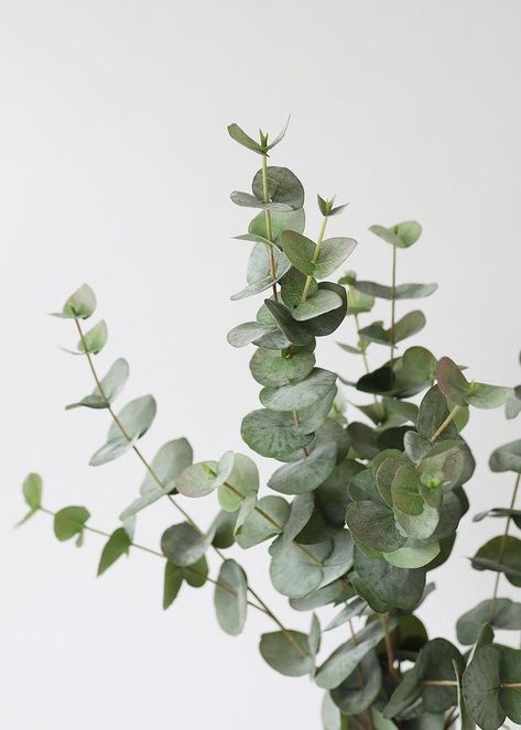 Spiral Eucalyptus, Artificial Leaves, Eucalyptus Leaf, Monthly Plan, Faux Greenery, Artificial Leaf, Nature Inspired, Vase, Green