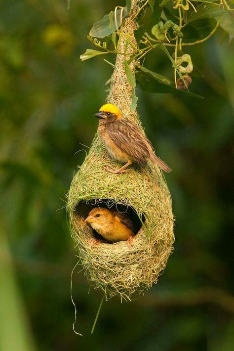 Este pajarito se parece a la Calandria mexicana que habita en la región norte de México.Sus modos son colgantes y los hacen en la punta de las ramas de árboles altos. Petri Ochoa. Birds Nests, Bird Nests, Kinds Of Birds, All Birds, Pretty Birds, For The Birds, Colorful Birds, Little Birds, Bird Nest