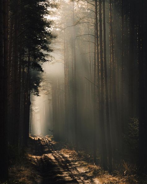 Dark Naturalism Aesthetic, Dark Naturalism, Breathtaking Photography, Theme Nature, Landscape Photography Tips, Forest Pictures, Forest Photography, Aesthetic Photography Nature, Forest Landscape